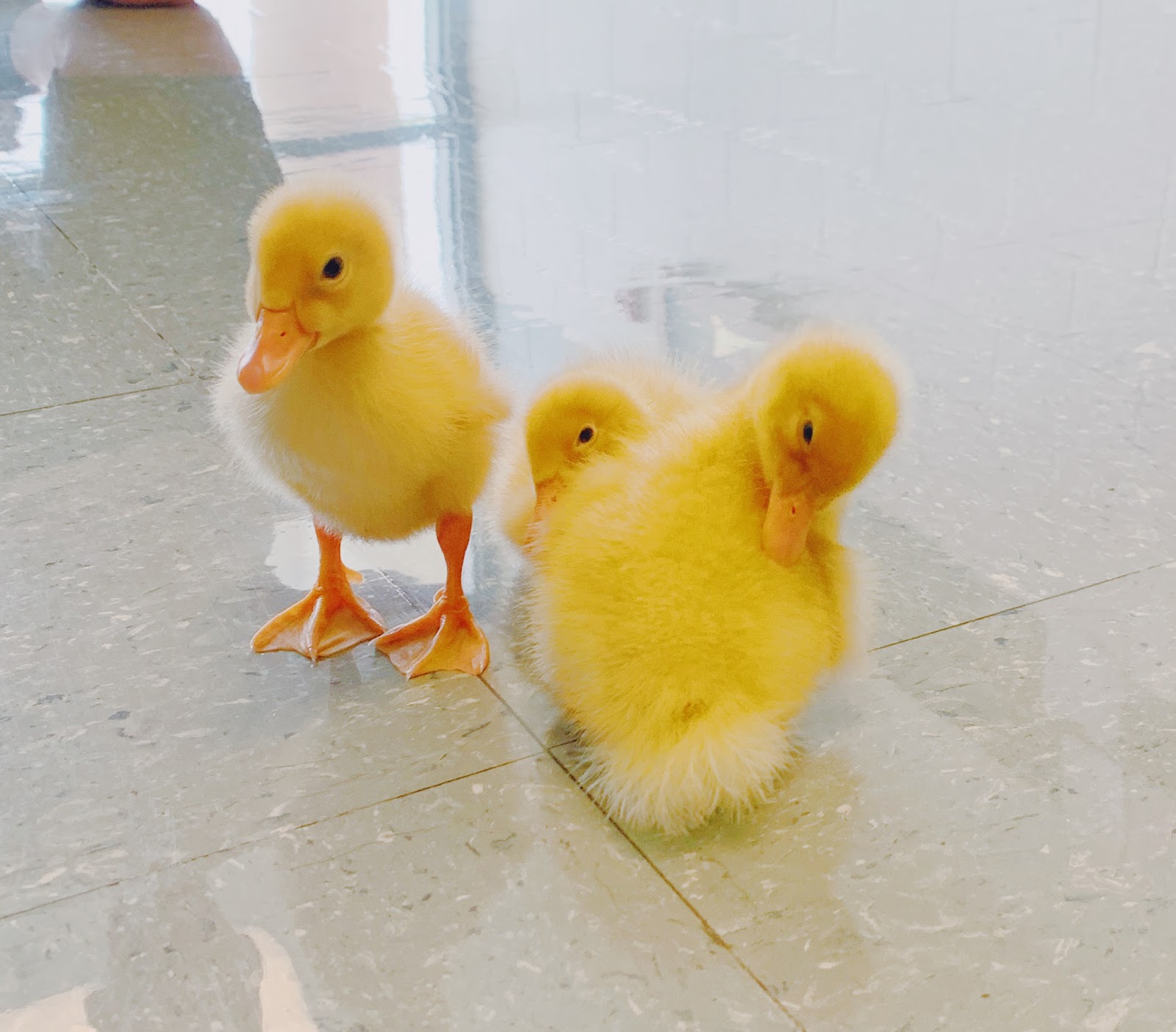 Pekin Grimaud Hybrid