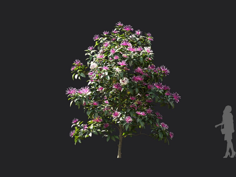 Maxtree - Plant Models Vol.119