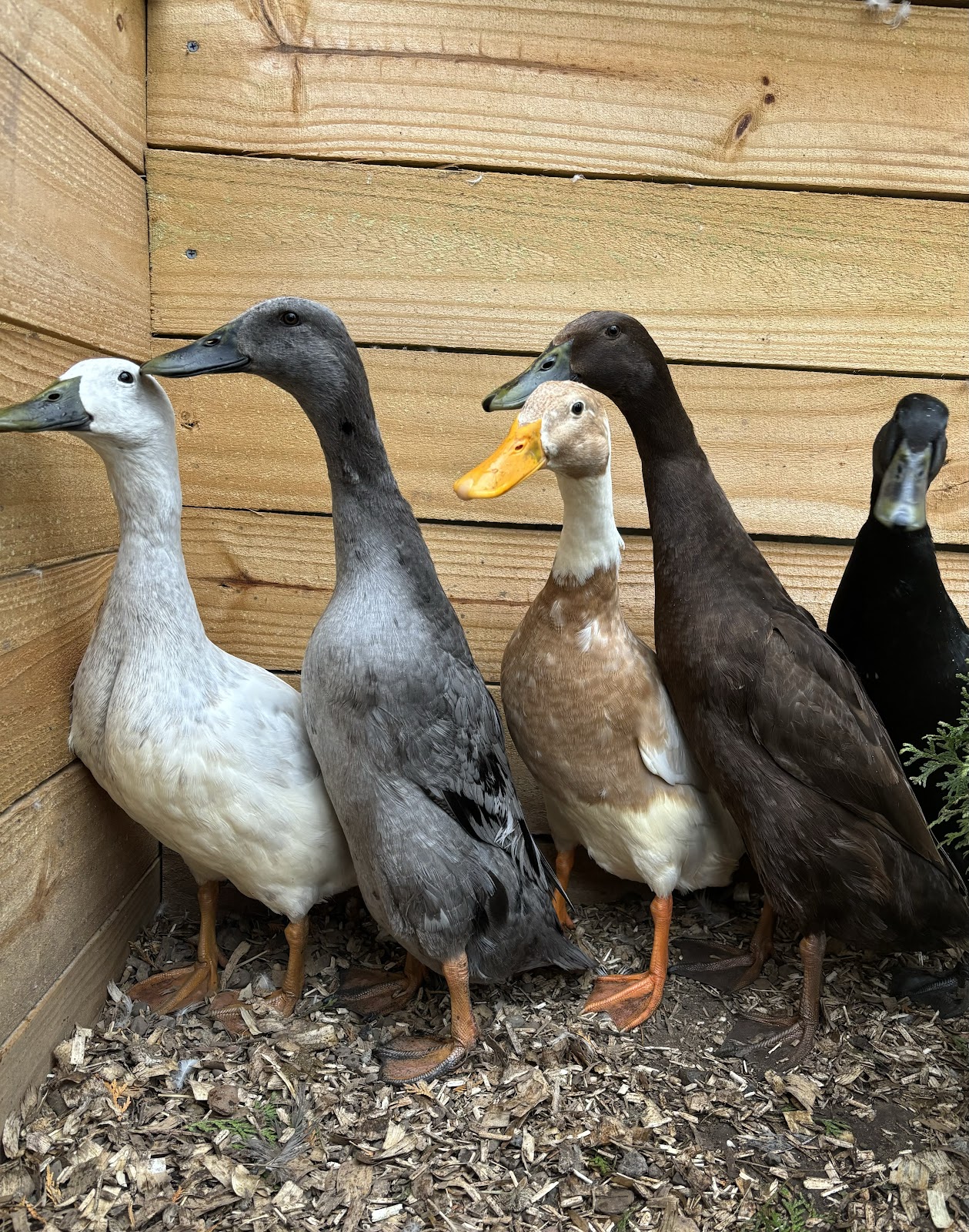 Black Runner Duckling, Blue Runner Duckling, Chocolate Runner Duckling, Silver Runner Duckling