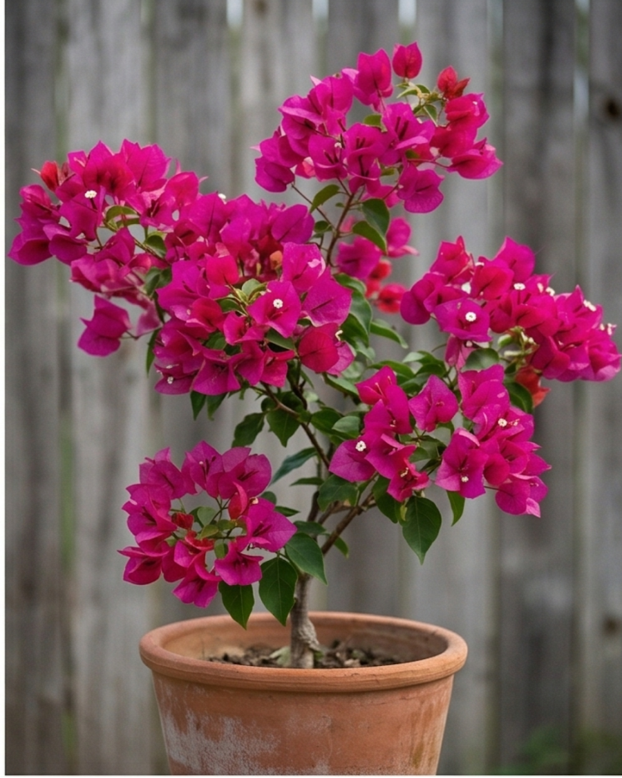 Imported Duck Feet Bougainvillea Plant — view 1