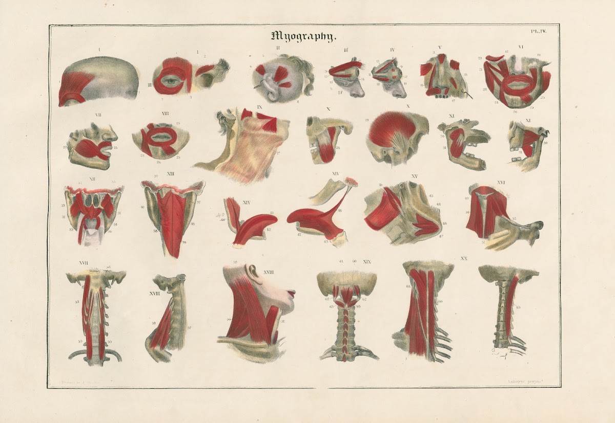 Muscles of the head and neck 1837