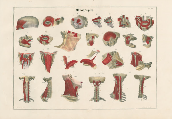 Muscles of the head and neck 1837
