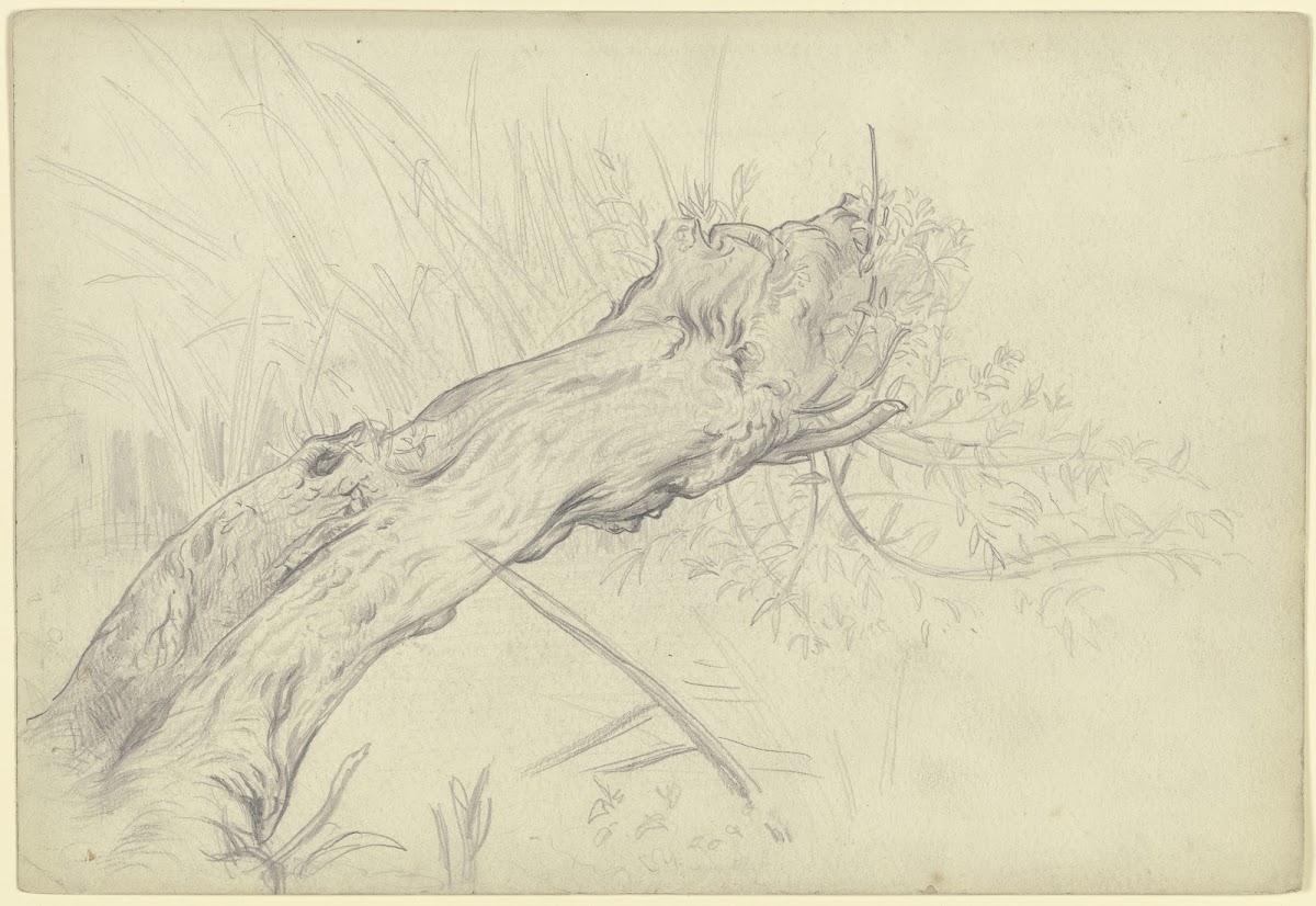 A crooked willow tree 1872
