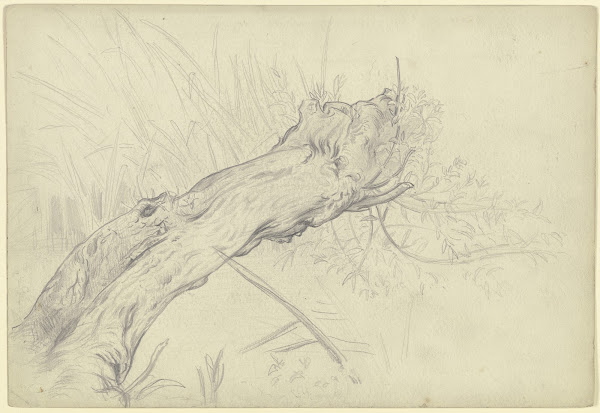 A crooked willow tree 1872
