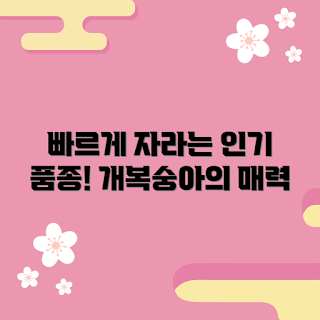 개복숭아묘목 추천, 빠르게 자라는 품종, 2023 인기 과일, 계절별 묘목, 봄 심기 좋음