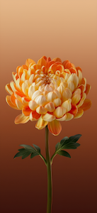 Vibrant Orange Yellow Chrysanthemum Flower Macro Bloom