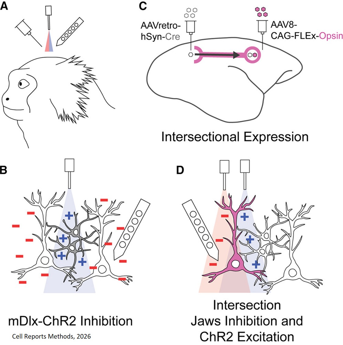 Projection-specific intersectional optogenetics for precise excitation and inhibition in the marmoset brain