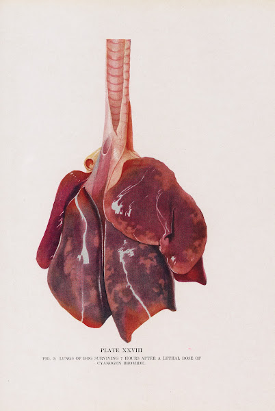 Plate XXVIII Fig 3 Lungs of dog surviving 7 hours after a lethal dose of cyanoge