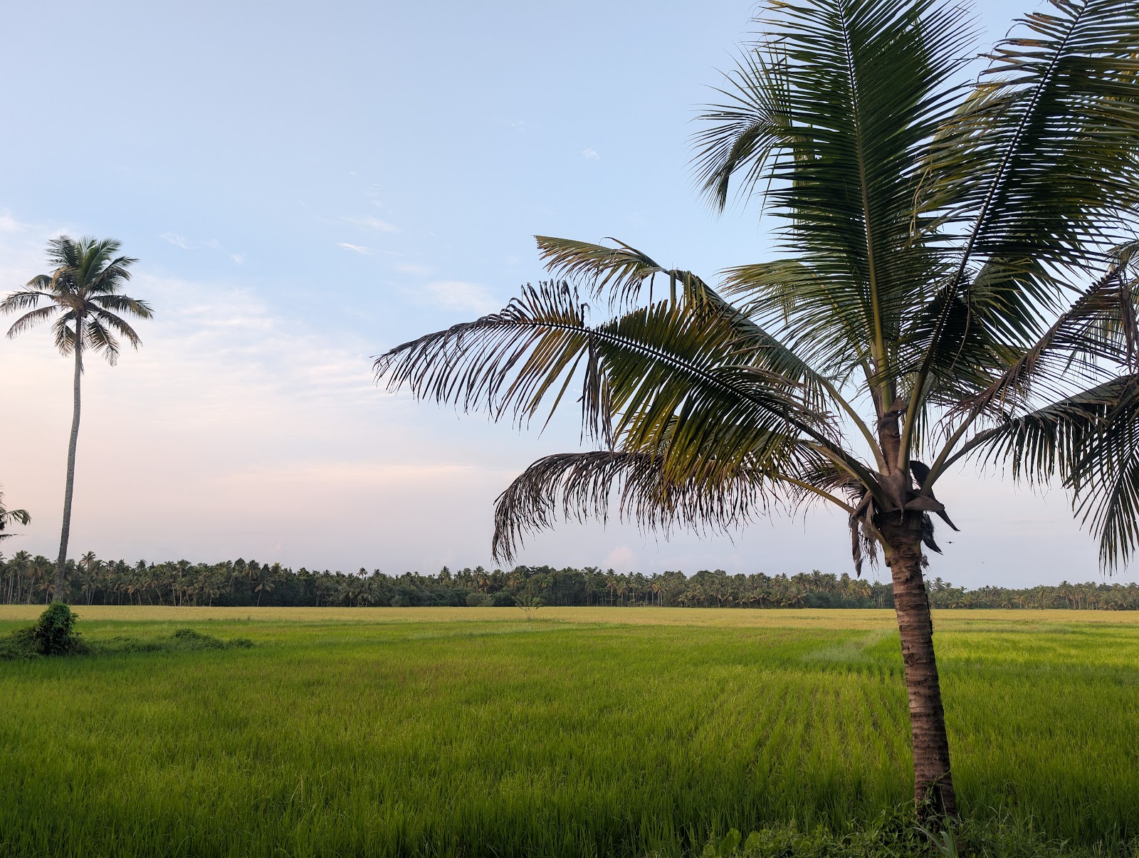 Paddy field and coconut trees