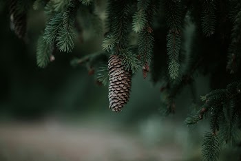 Pine Cone Wallpaper