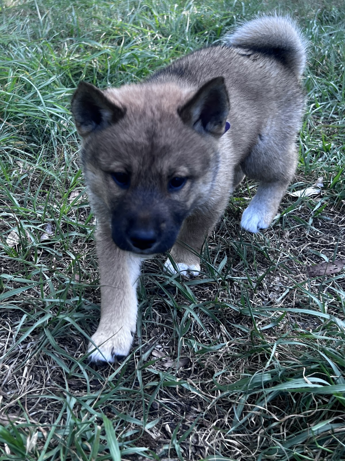 Shikoku puppy photo