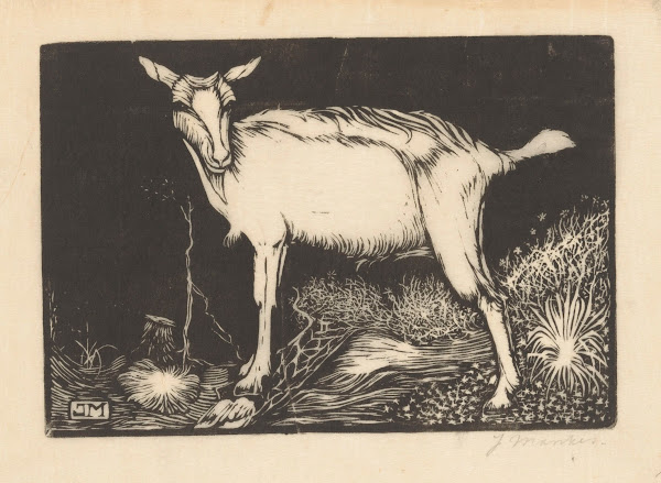 Witte geit 1915