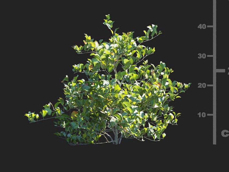 Maxtree - Plant Models Vol.112