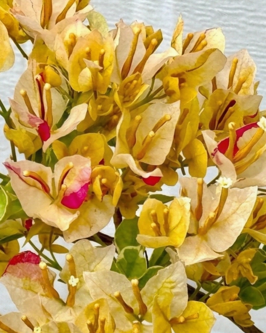 Imported Emas Perak Yellow Mix Bougainvillea Plant — view 2