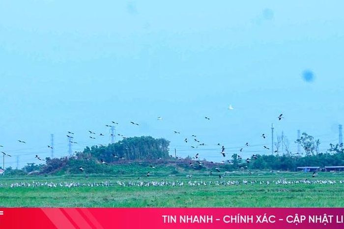 Loài chim quý hiếm trong Sách Đỏ Việt Nam bất ngờ xuất hiện tại Hà Tĩnh - Báo Hà Tĩnh