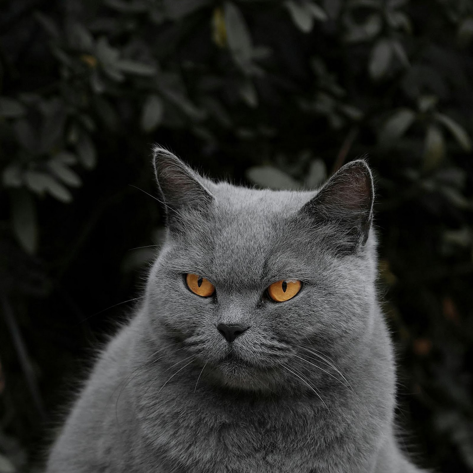 Download British Shorthair Cat Sitting Outside 2K iPhone