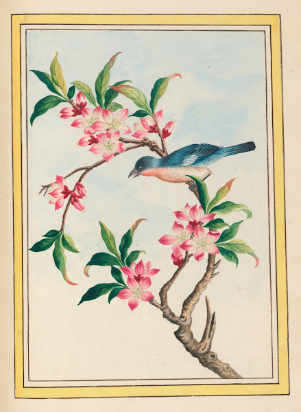 Plantes de Chine Pl053 1776