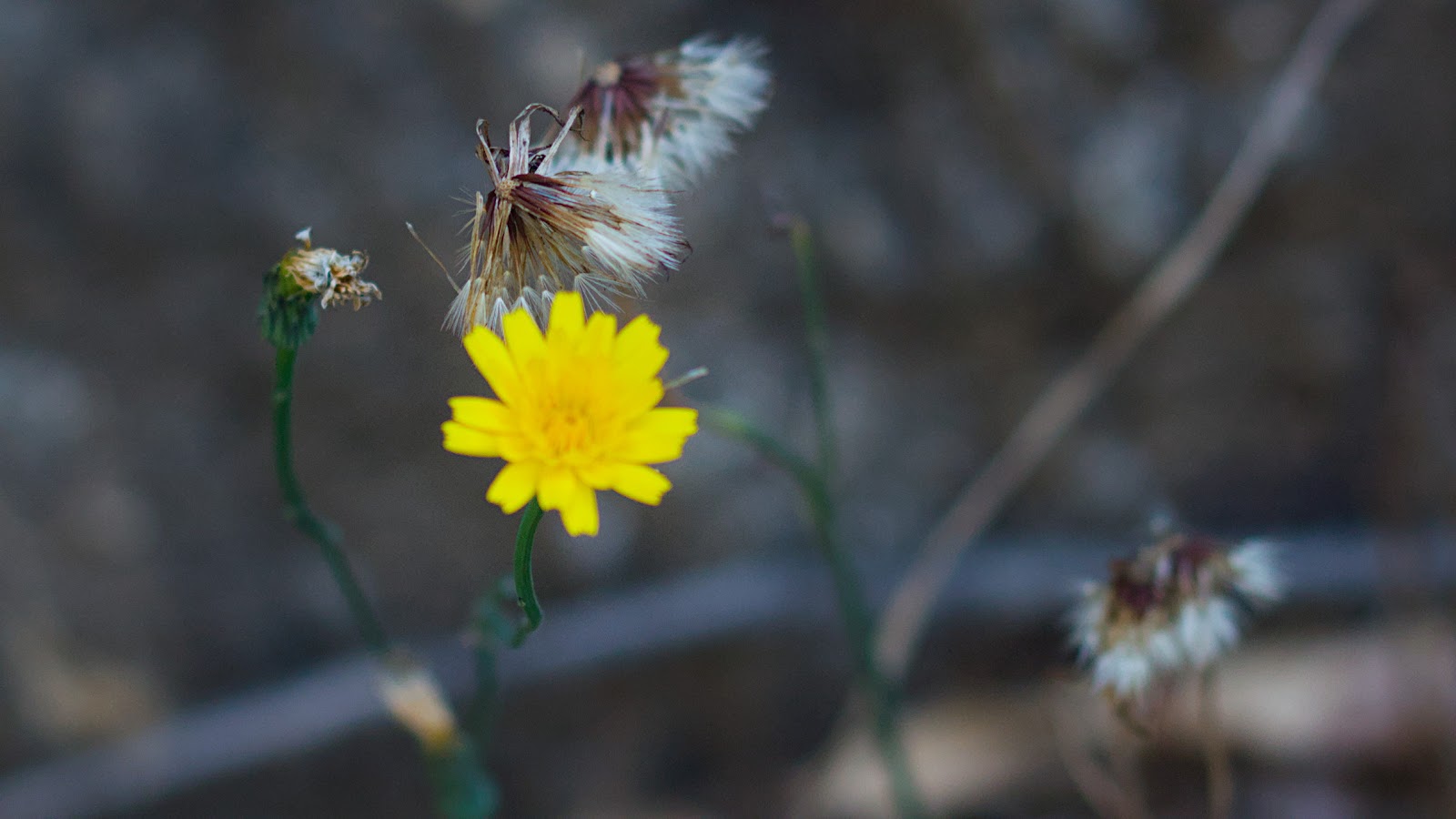Dientes de dragón en el sendero