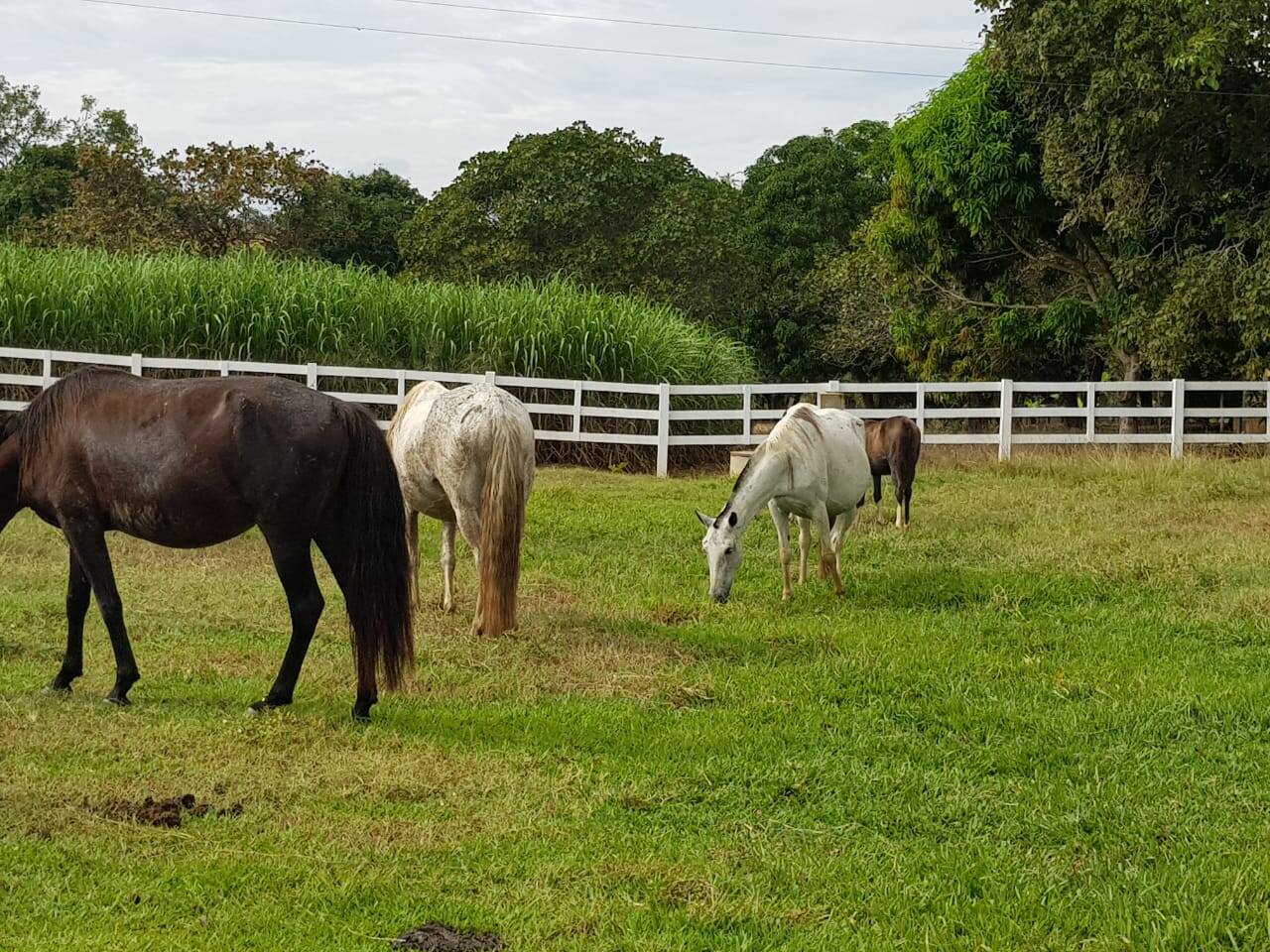 Fazenda em Niquelândia - GO 10