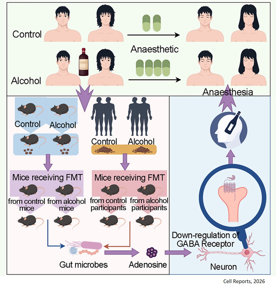 Adenosine signaling driven by the gut microbiota underlies chronic alcohol-induced anesthetic resistance