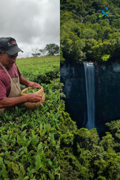 Misiones | Té y Selva