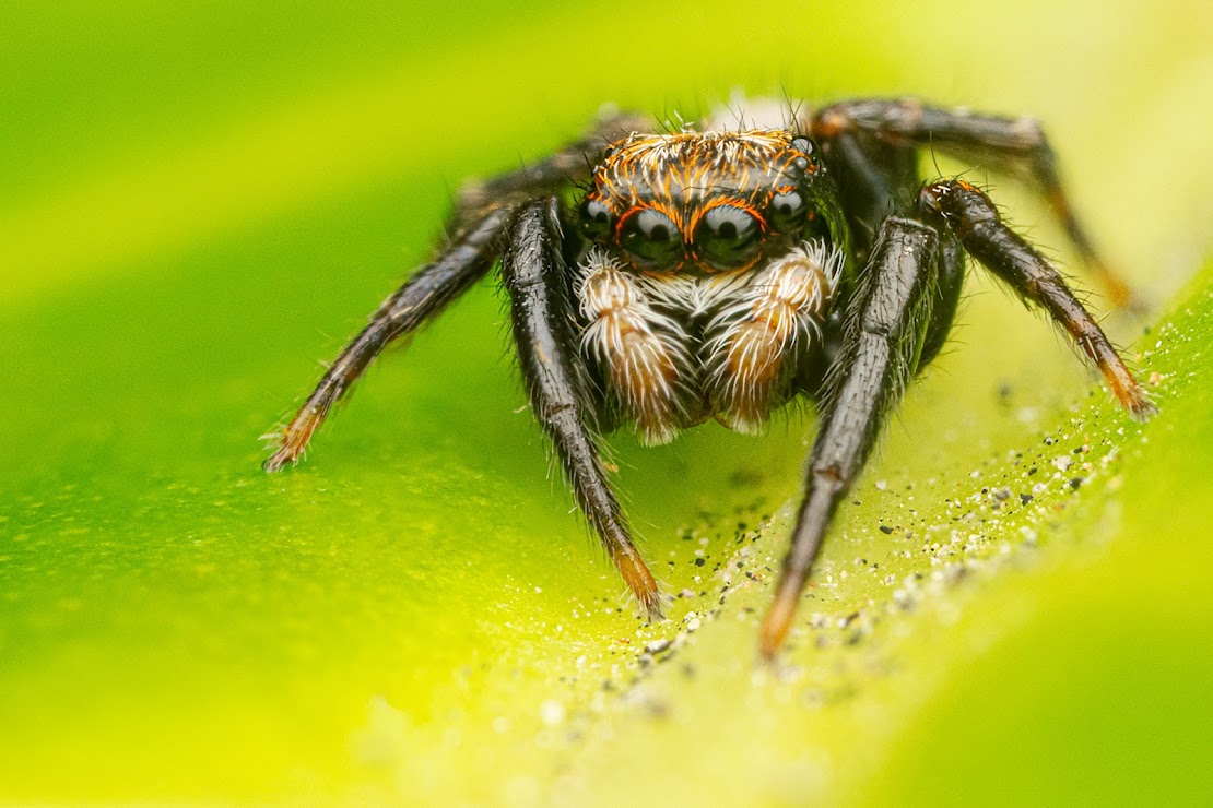 Pseudeuophrys lanigera