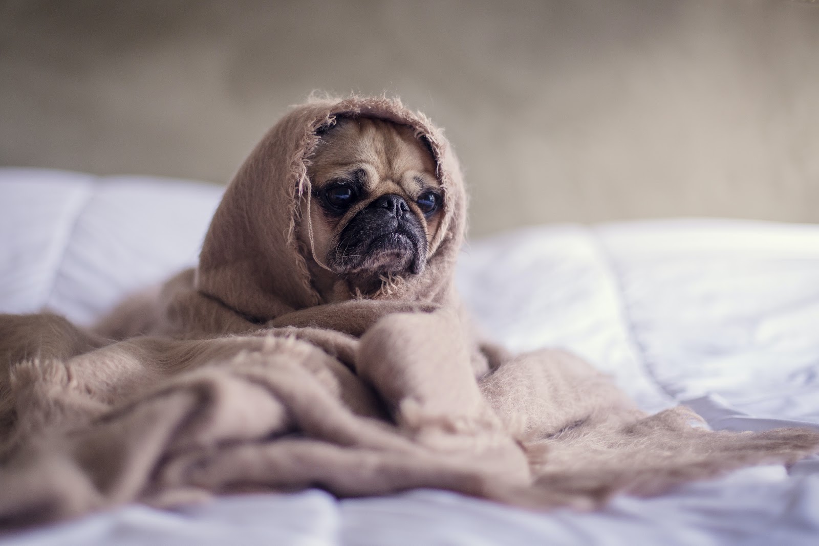 Pug Wallpaper