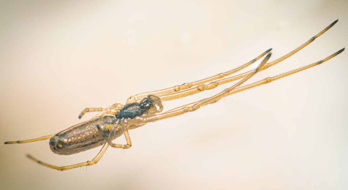 Tetragnatha sp.