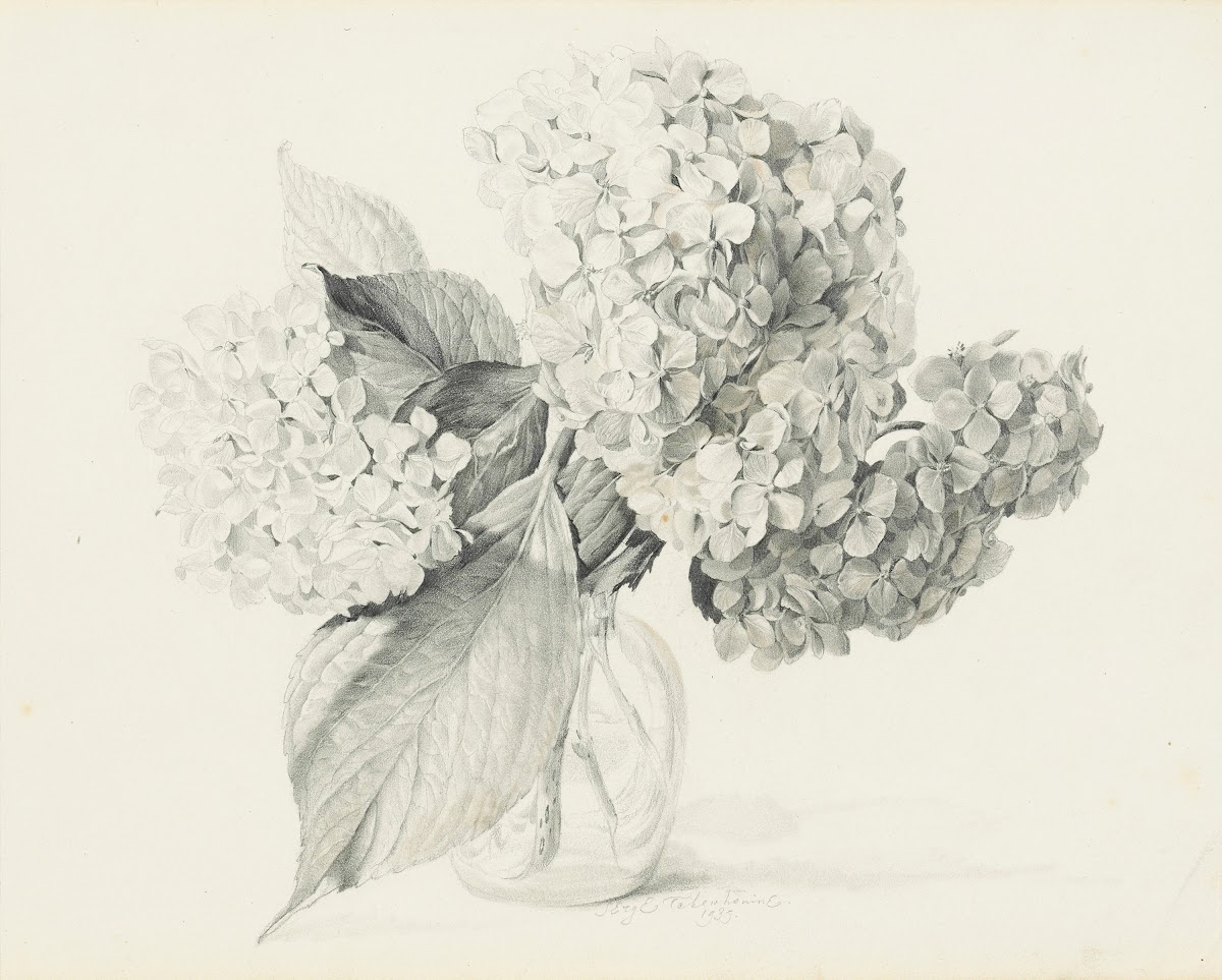 Hydrangeas in a vase 1935