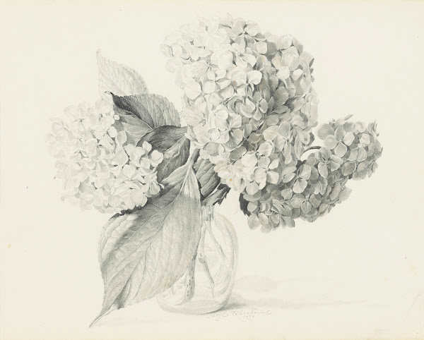 Hydrangeas in a vase 1935