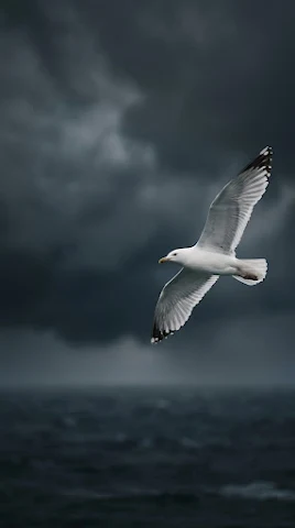 Solitary Seagull in Flight against Dark Background