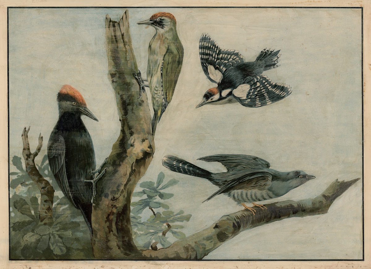 Woodpecker and cuckoo 1895