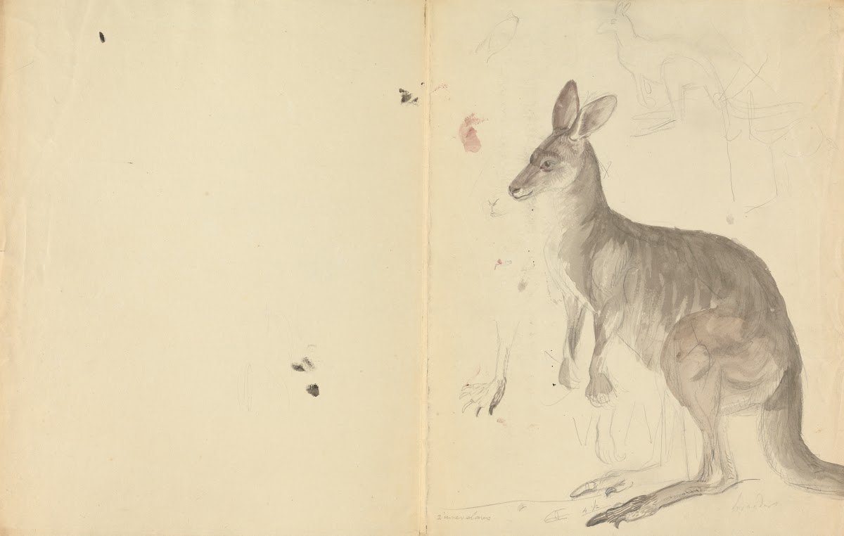Two Kangaroos with Details