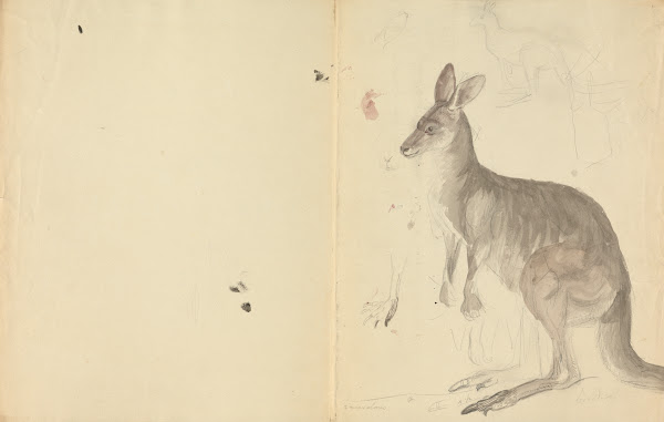 Two Kangaroos with Details
