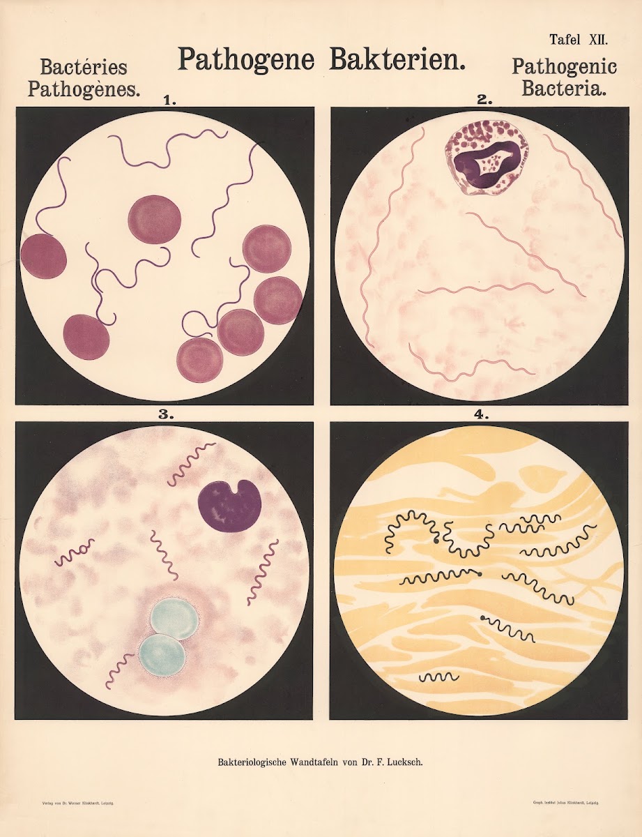Pathogenic Bacteria Pl12 19th20th century