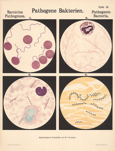 Pathogenic Bacteria Pl12 19th20th century