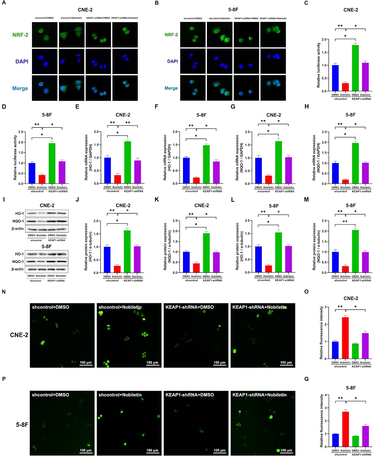 Nobiletin suppresses nasopharyngeal carcinoma by regulating the KEAP1/NRF2/ARE pathway