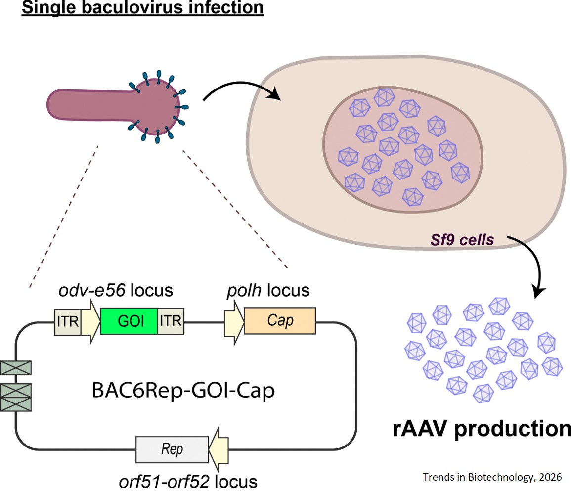 High-yield recombinant adeno-associated virus gene therapy vector production