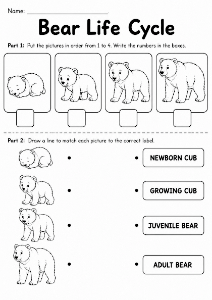 Bear Life Cycle Worksheet