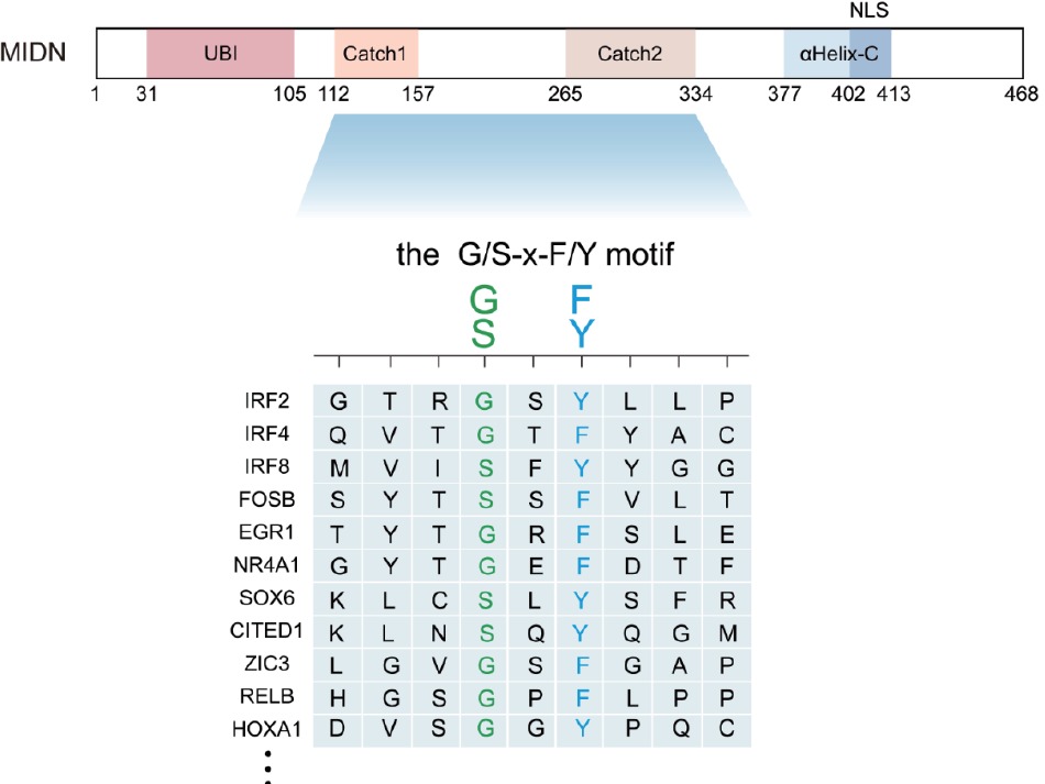 Caught the ‘Catch’ of midnolin: structural basis for broad substrate specificity in ubiquitin-independent proteasomal degradation