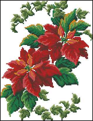 CMP 171145 The First Poinsettia