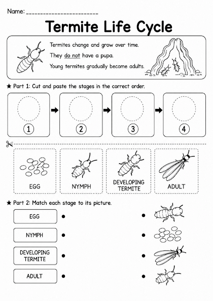 Termite Life Cycle Worksheet