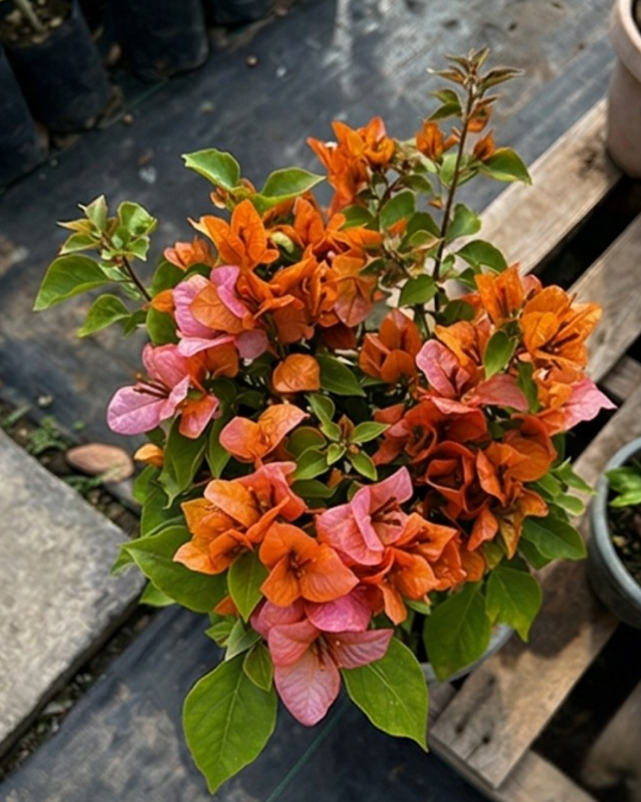 Imported Foxtail Orange Bougainvillea Plant — view 2