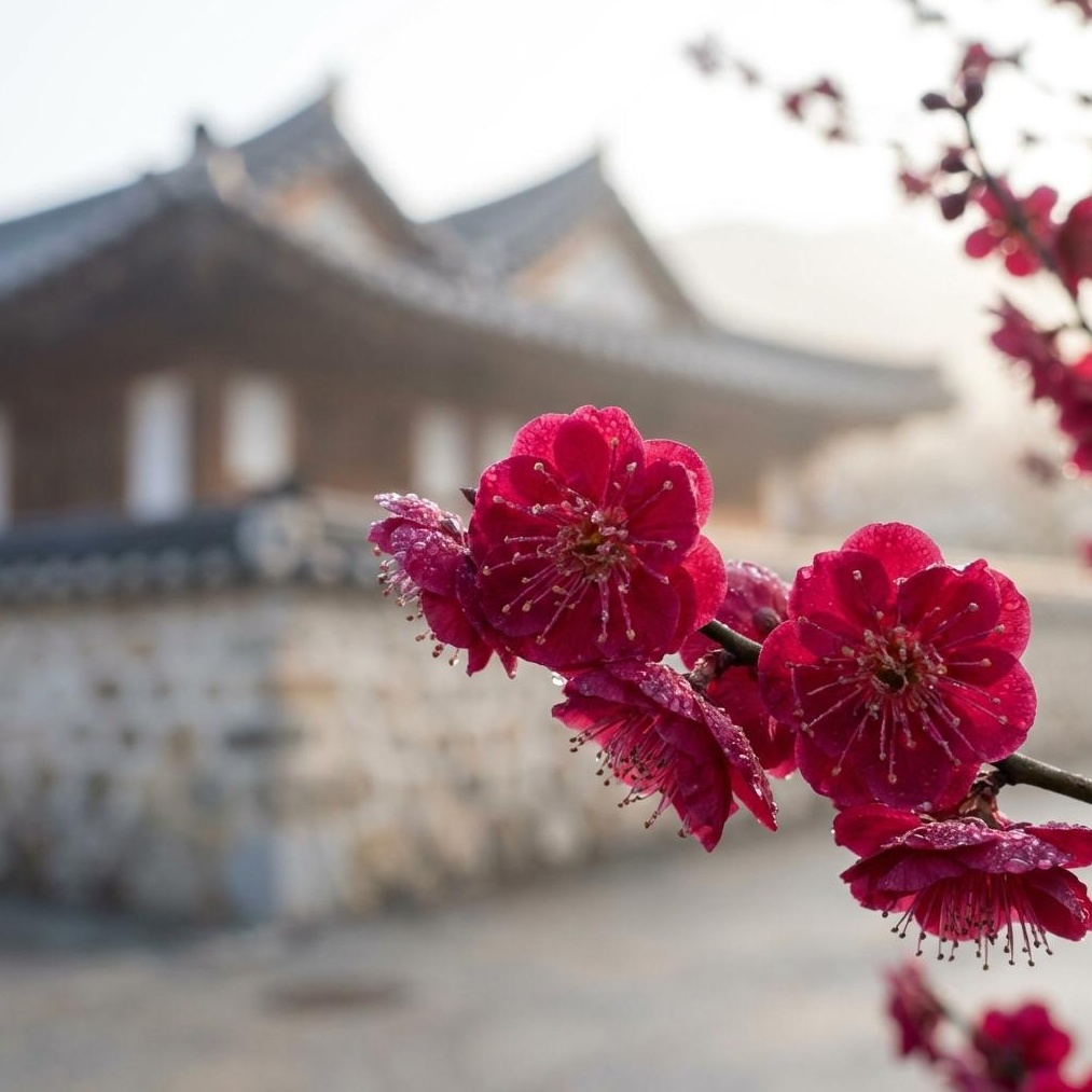 2026 순천복음교회 홍매화: 가족 여행 완벽 가이드