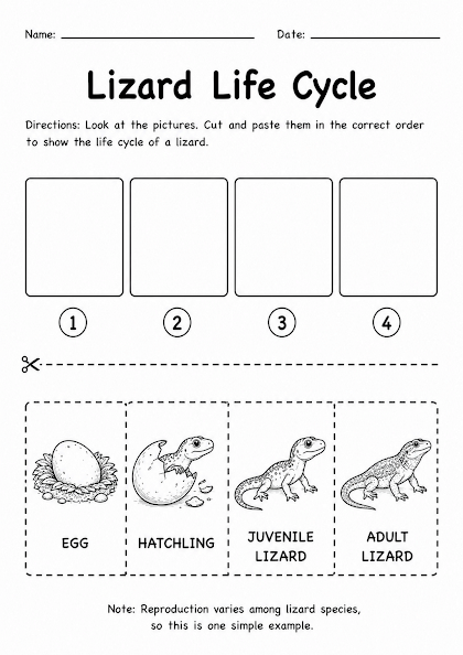 Lizard Life Cycle Worksheet
