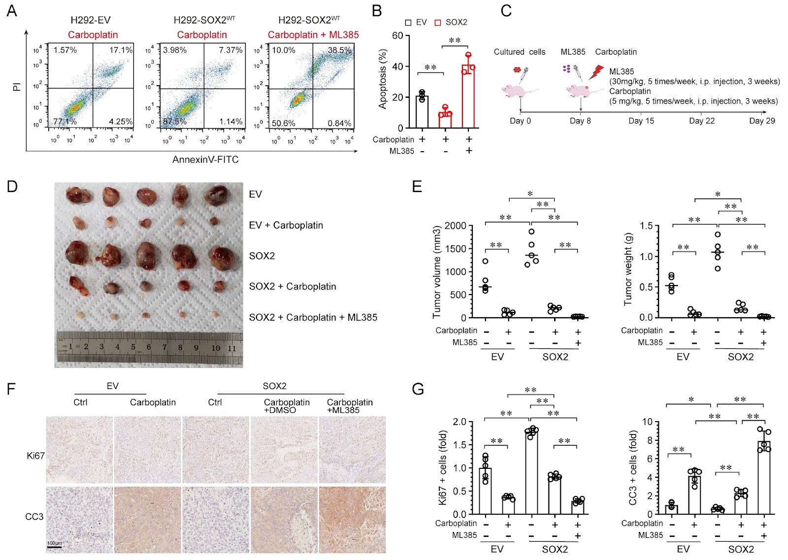 SOX2 transactivates NRF2 to promote carboplatin resistance in lung squamous cell carcinoma