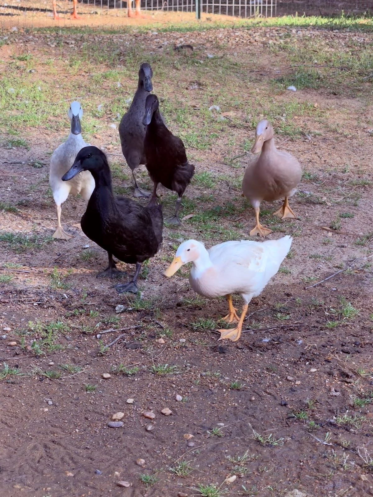 Buff Duckling, Blue Runner Duckling, Cayuga Duckling, Chocolate Runner Duckling, Fawn & White Runner Duck, Silver Runner Duckling