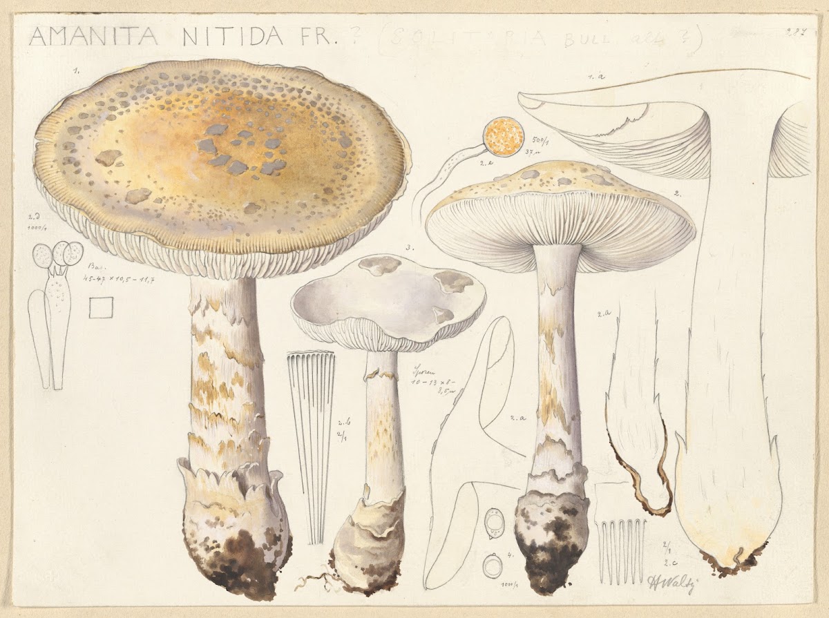 Amanita nitida Fr 1915 1945