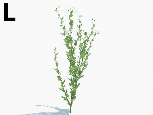 Maxtree - Plant Models Vol.3