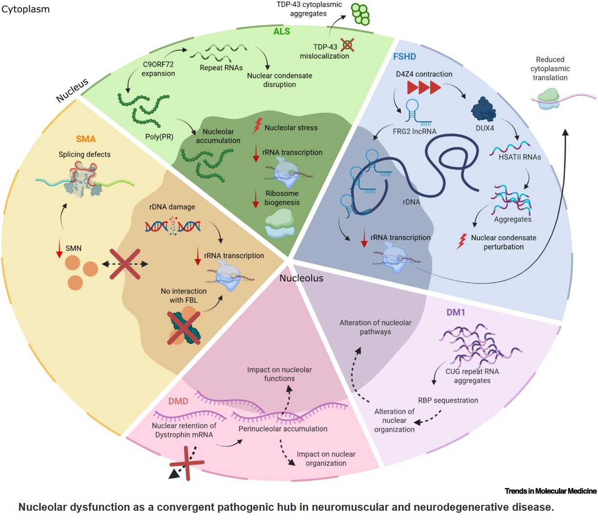 A nucleolar view of neuromuscular disease